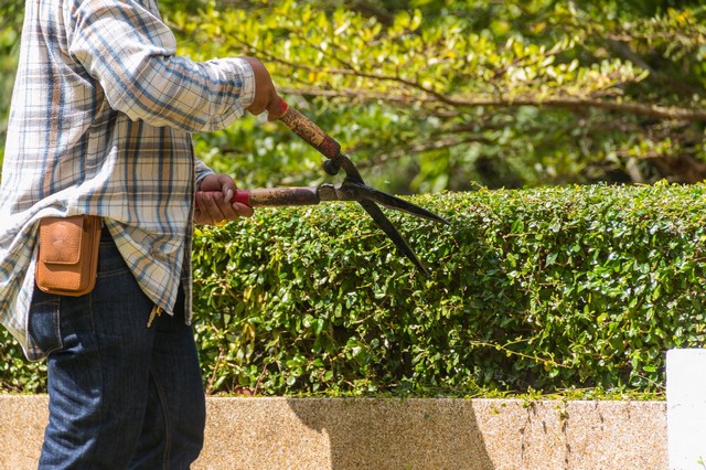 Garden Maintenance Lambeth, SE11